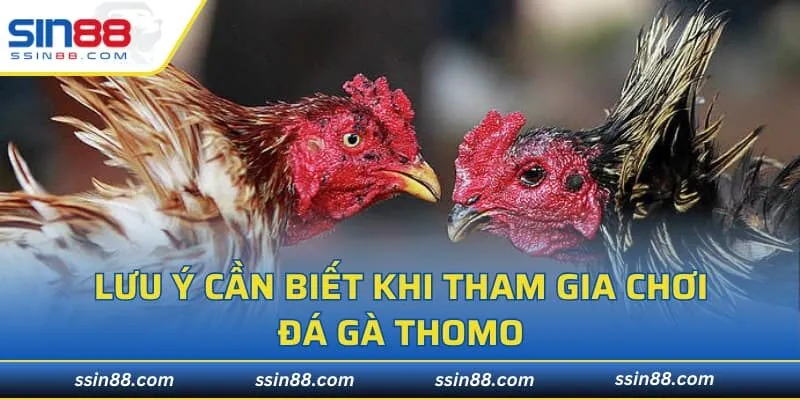 Lưu ý cần biết khi tham gia chơi đá gà thomo