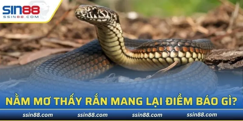 Nằm mơ thấy rắn mang lại điềm báo gì?