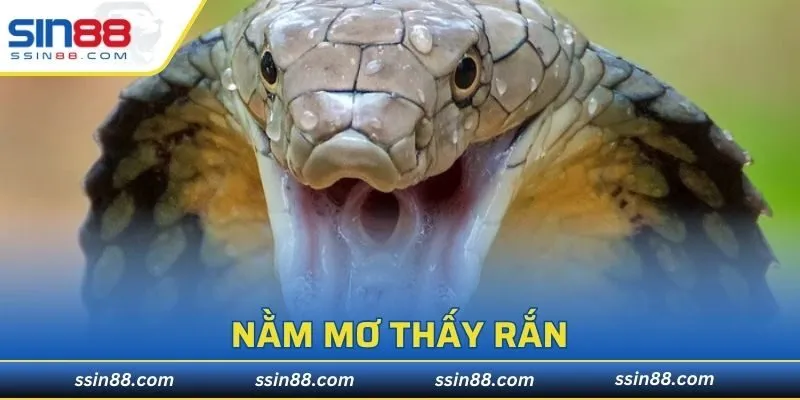 Nằm Mơ Thấy Rắn