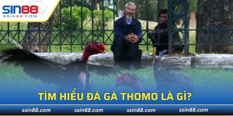 Tìm hiểu đá gà Thomo là gì?