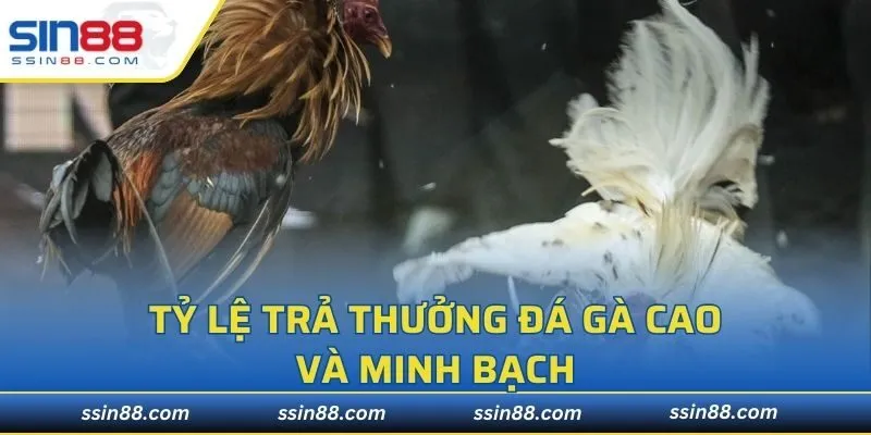 Tỷ lệ trả thưởng đá gà cao và minh bạch