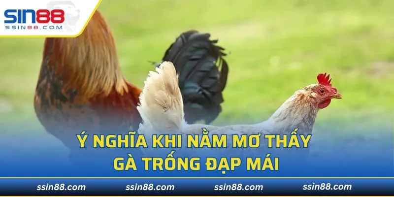 Ý nghĩa khi nằm mơ thấy gà trống đạp mái